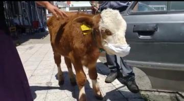 Rahatsızlanan buzağıyı maske takıp veterinere götürdüler