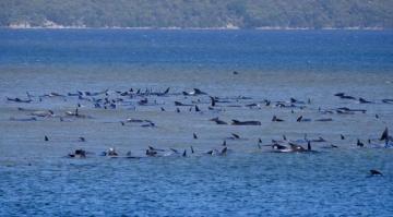 Avustralya’da sığ sularda mahsur kalan balina sayısı 470’e çıktı