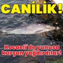 Canilik! Yunusu kurşunlayıp öldürdüler!