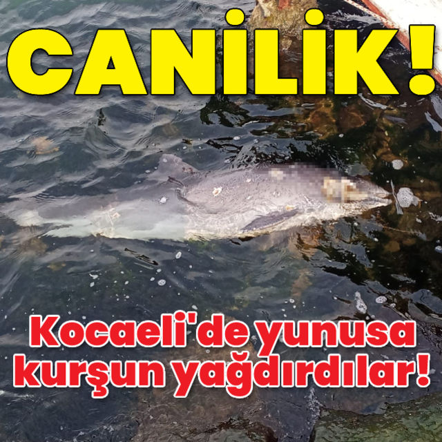 Canilik! Yunusu kurşunlayıp öldürdüler!